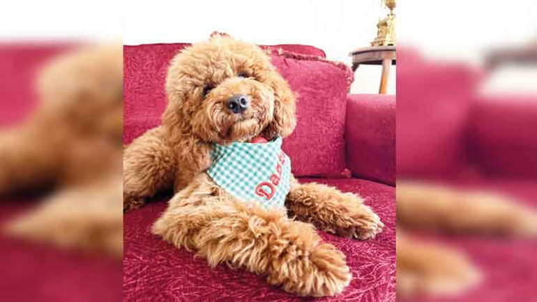 Köpekler insanlığı da kurtaracak