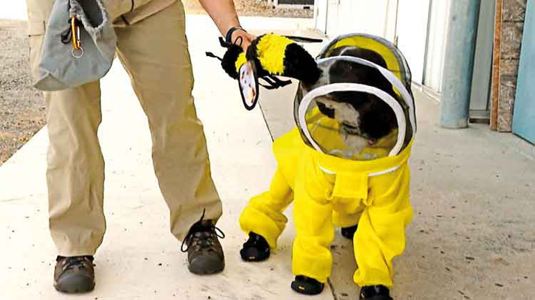 Köpekler insanlığı da kurtaracak