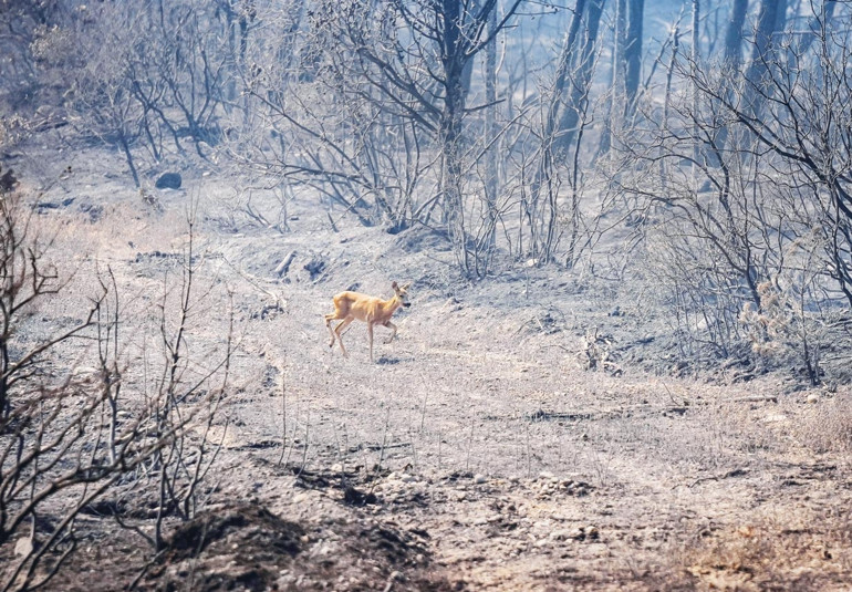 Gelibolu tarihi risk altında