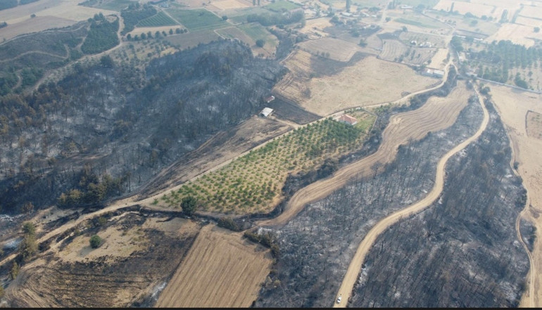 Orman yandı ceviz bahçesi yanmadı Görenler hayrete düştü