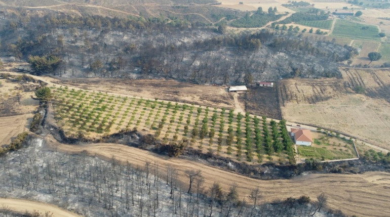 Orman yandı ceviz bahçesi yanmadı Görenler hayrete düştü