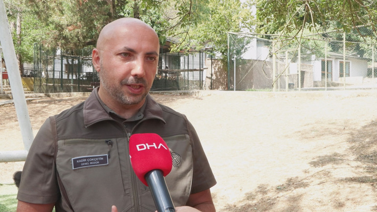 Yavru goril Zeytin Nijerya yolcusu Doğa Koruma ve Milli Parklar Genel Müdüründen açıklama: Hazırlıklar sona yaklaşmış durumda