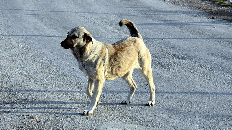 İstanbulda sahipsiz sokak hayvanları için yeni karar Valilik duyurdu
