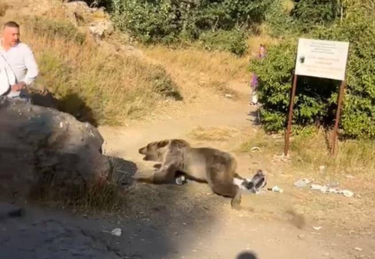 Kucağında bebeğiyle dolaşan adama ayı saldırdı Korku dolu anlar kamerada