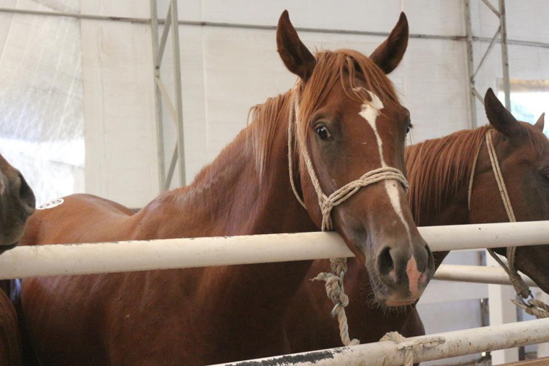 TİGEM, 58 tayın satışından 25 milyon 225 bin lira gelir elde etti