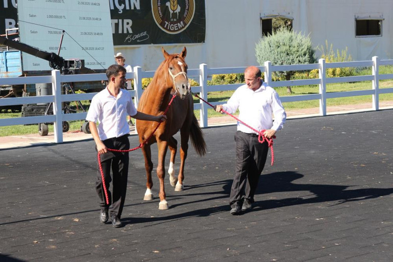 TİGEM, 58 tayın satışından 25 milyon 225 bin lira gelir elde etti