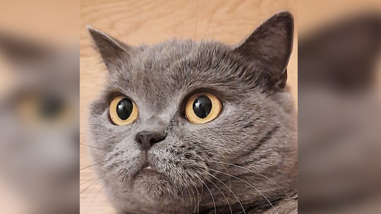 Kediniz bunu yapıyorsa uyku apneniz olabilir