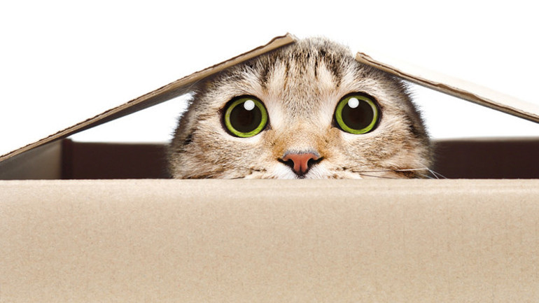 Kediniz bunu yapıyorsa uyku apneniz olabilir