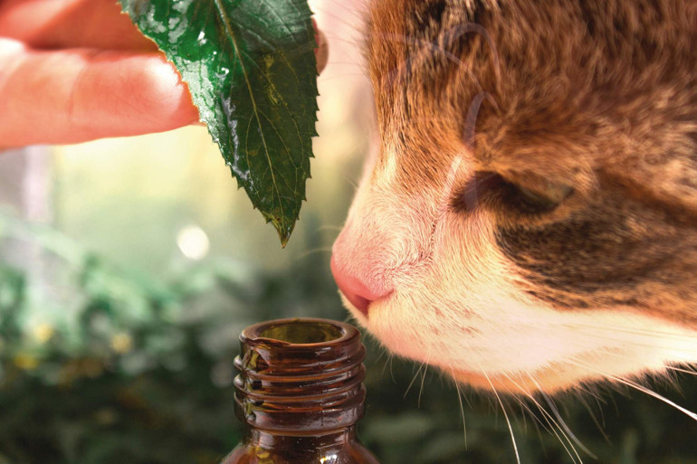 5 soruda kedilerde aromaterapi: Onlara da iyi gelebilir