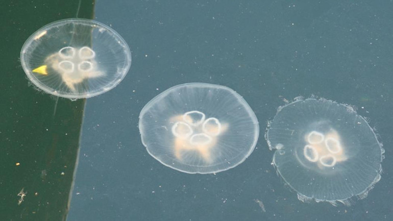 Gemlik Körfezinde ilk kez bu kadar yoğunlaştı Marmara Denizi ağır yaralı