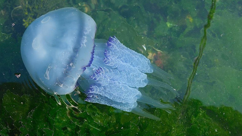 Gemlik Körfezinde ilk kez bu kadar yoğunlaştı Marmara Denizi ağır yaralı