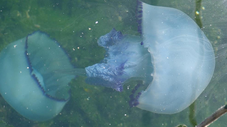 Gemlik Körfezinde ilk kez bu kadar yoğunlaştı Marmara Denizi ağır yaralı
