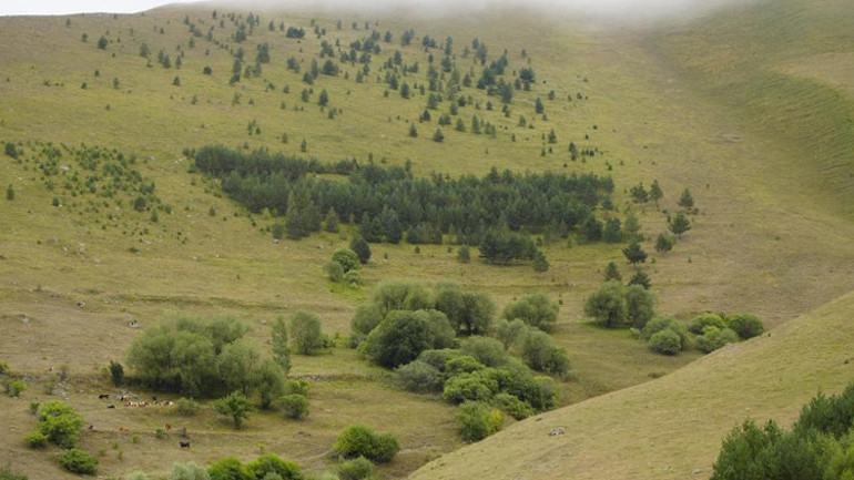 Ağaçlandırma Çalışmaları