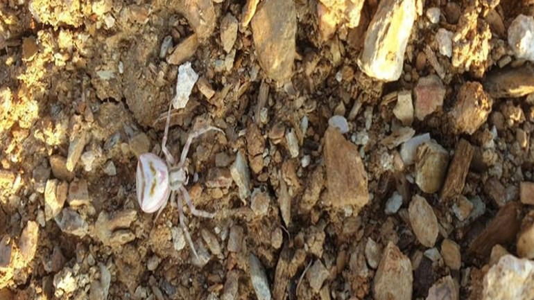 Evinin bahçesinde gördü kameraya aldı Yalovada insan yüzlü örümcek ortaya çıktı