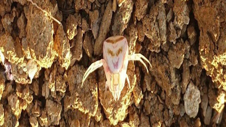Evinin bahçesinde gördü kameraya aldı Yalovada insan yüzlü örümcek ortaya çıktı