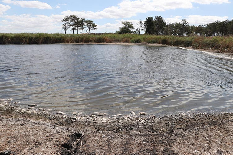 Tekirdağda korkunç görüntü Oksijensiz kalıp kıyıya vurdular