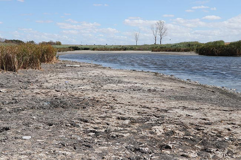 Tekirdağda korkunç görüntü Oksijensiz kalıp kıyıya vurdular