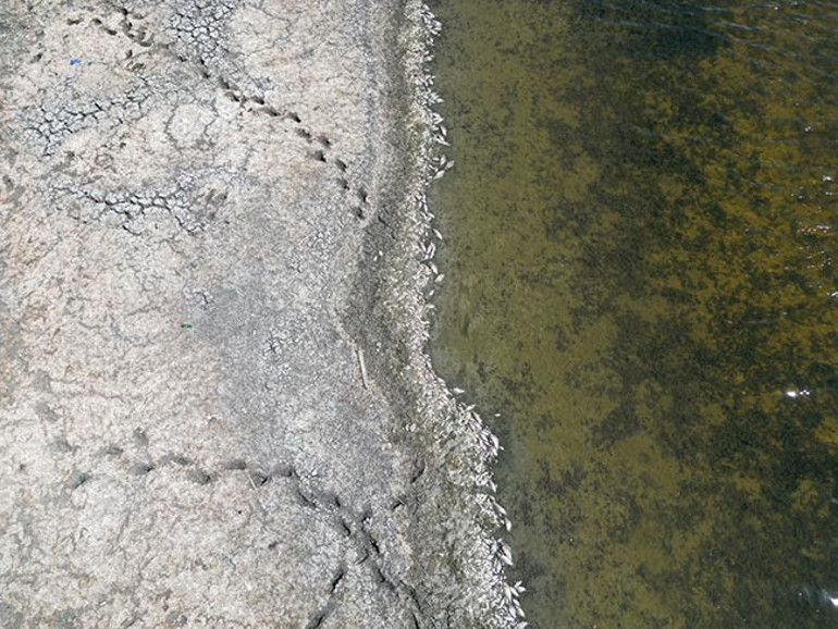Tekirdağda korkunç görüntü Oksijensiz kalıp kıyıya vurdular