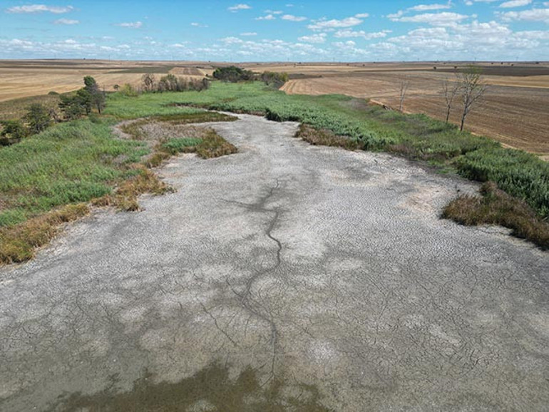 Tekirdağda korkunç görüntü Oksijensiz kalıp kıyıya vurdular