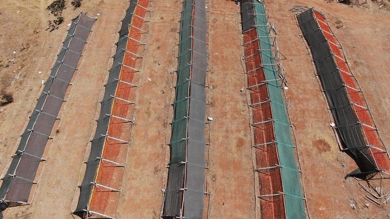 Gastronomi kentinde güneşe bırakılan kurutmalıklar eşsiz görüntüler oluşturuyor