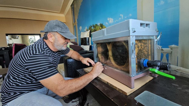 Arıların dışarı çıkma düzeni