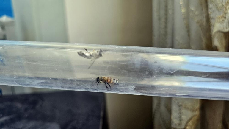 Arıcı ve arıları