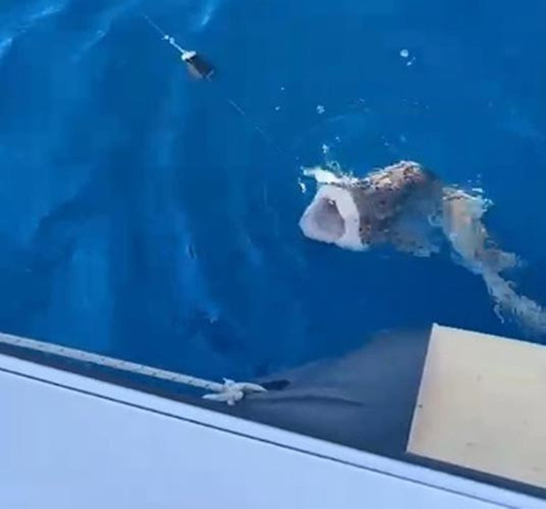 Saros Körfezinde oltaya takıldı 20 dakika mücadele etti: 1.5 metre boyunda