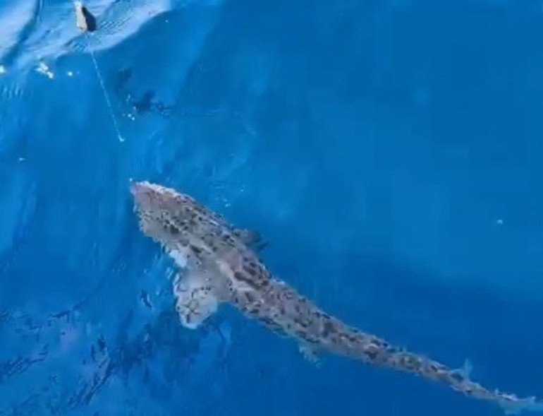 Saros Körfezinde oltaya takıldı 20 dakika mücadele etti: 1.5 metre boyunda