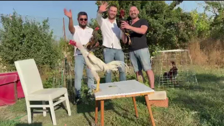 Düğün hediyesi olarak hediye edilen horoz
