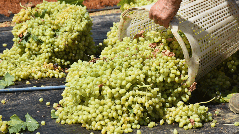 Manisa Ovasında Sultaniye üzümünün hasadı sürüyor