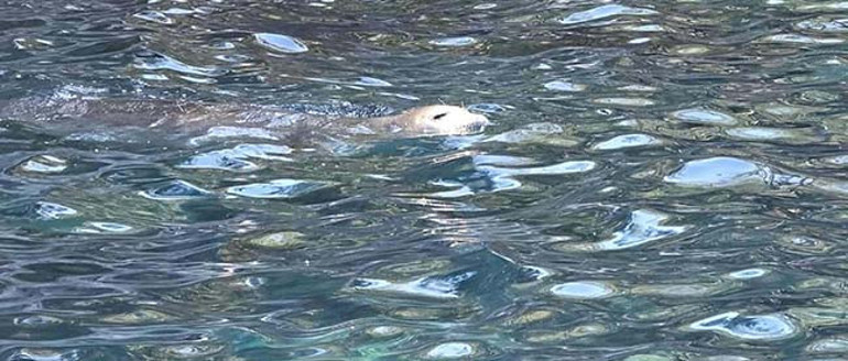 Muğlanın Fethiye ilçesinde görüntülendi Kısa sürede kayboldu