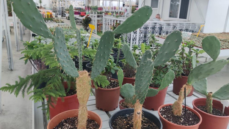 Memleketi Rizeye döndü hayatı bir kaktüsle değişti Yağmur bölgesi olmaz dediler, şimdi haritadan bulan geliyor