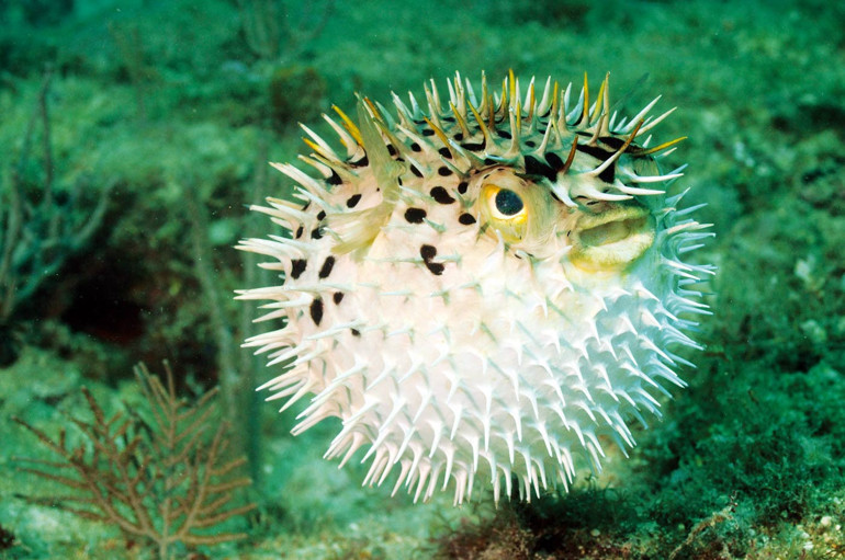 Tarım ve Orman Bakanlığı açıkladı: Akdeniz’in istilacıları