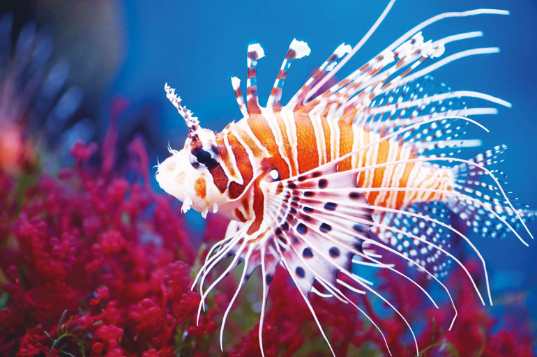 Tarım ve Orman Bakanlığı açıkladı: Akdeniz’in istilacıları