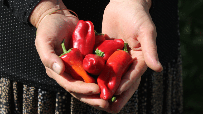 Coğrafi işaretli Cırgalan biberinde kurutma mesaisi başladı