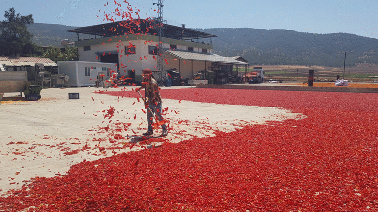 Gaziantepte üreticilerin ve mevsimlik işçilerin acı mesaisi başladı