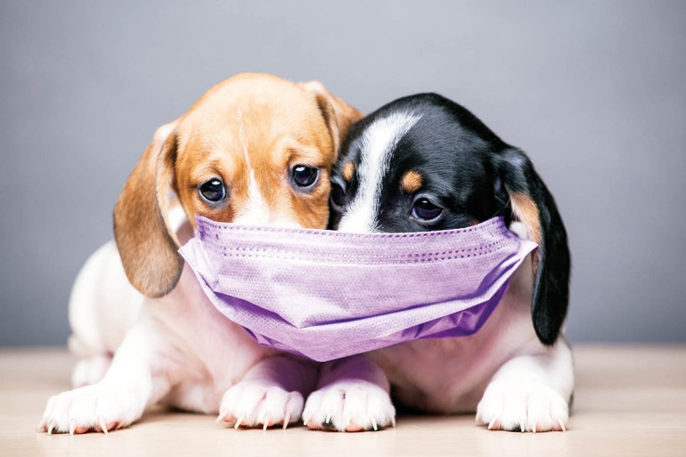 Çocukları aktif tutmanın yolu: Köpek sahiplenin