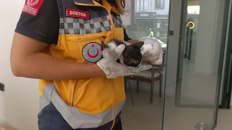 Kurtarılan yavru kedi veteriner kliniğine götürüldü