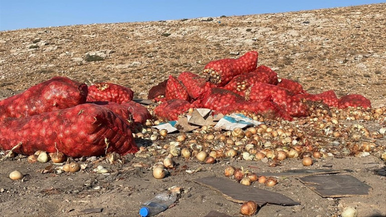 Toplanan soğanlar çuvallara konuluyor