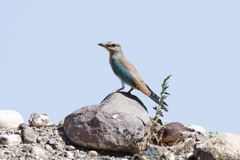 Kandilli’nin misafirleri