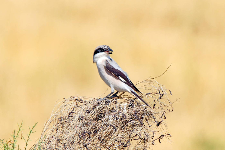 Kandilli’nin misafirleri