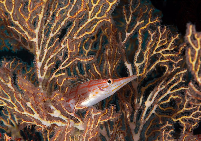 Hâlâ yaz havasındayız