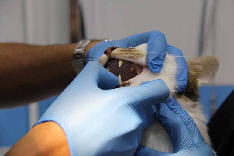 ‘Paşa isimli kediye antidepresanlı tedavi