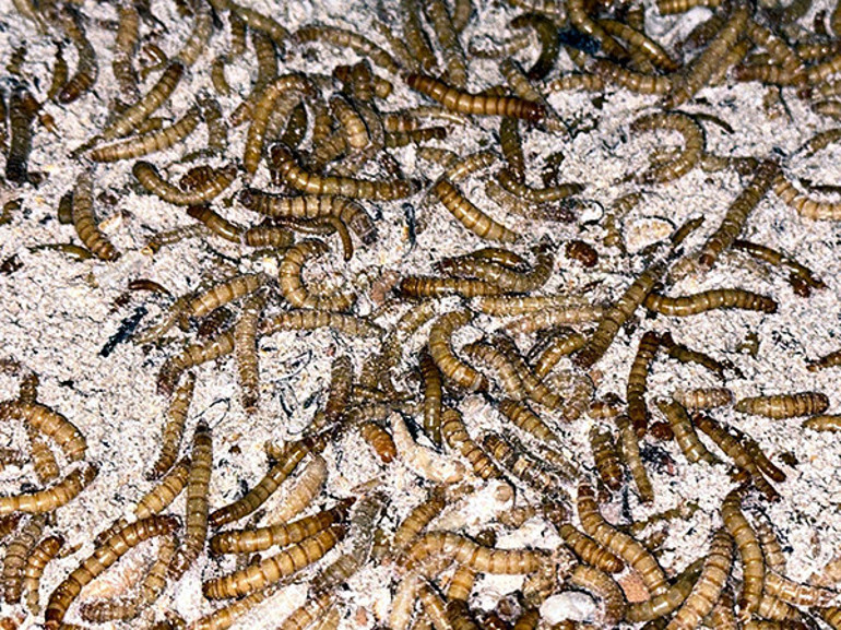 Evinde tesis kurdu üretime başladı Taleplere yetişemiyor: Ölümler yaşanınca doğal ürünlere döndüm