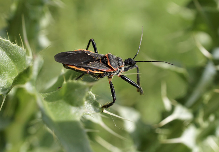 Öldüren öpücük: Yavaş yavaş kalbe girip tahrip ediyor Chagas hastalığı bize de gelir mi Bu ülkelere seyahat edenler dikkat