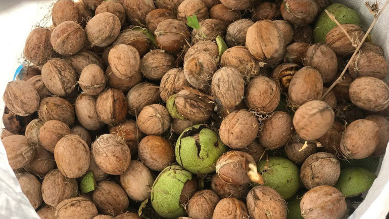 Erzincan’da köylülerin zorlu ceviz hasadı başladı