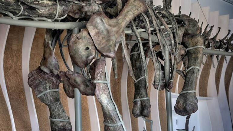 Yeni bir dinozor türü keşfedildi