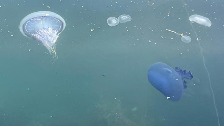 Gemlik Körfezi kıyısında sahile vuran ölü denizanaları
