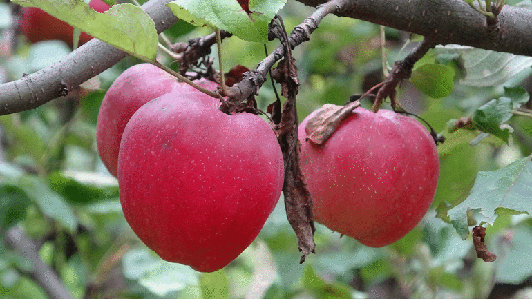 Coğrafi işaretli içi kırmızı elmada hasat zamanı
