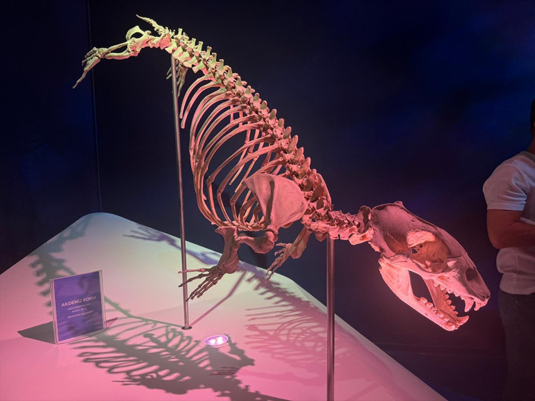 Deniz mercanları için kolları sıvayan TÜDAVdan dikkat çeken sergi: Okyanus Devleri